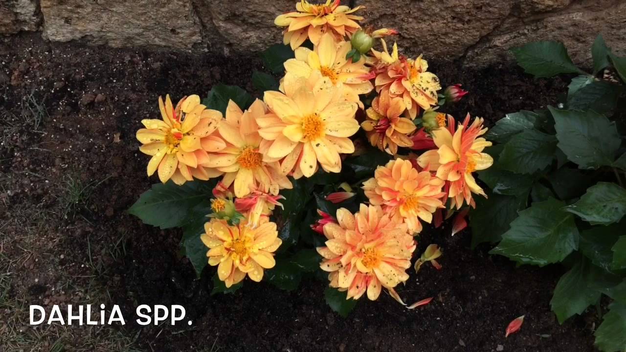 Dahlia spp. Garden Center online Costa Brava - Girona. - YouTube