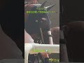 【ベルファスト】阪神競馬場パドック|勝利を目指すダイワメジャー産駒を現地撮影 #shorts