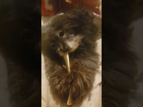 My dog chewin :)