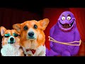 МЫ ПОЙМАЛИ ГРИМАСА!! Корги Коржик Говорящая собака