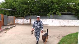 В Тамбове полицейские с помощью служебной собаки задержали подозреваемых в разбойном нападении В Тамбове полицейские с помощью служебной собаки задержали подозреваемых в разбойном нападении