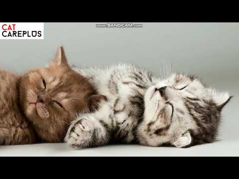 Video: Tiếp Xúc Với Ngộ độc ở Mèo