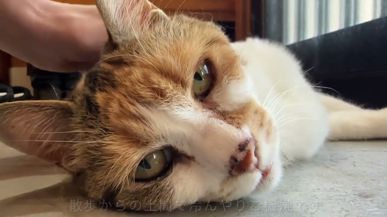 三毛猫様♡ありがとうございます♡ 三毛猫もいいぞ - Search / X