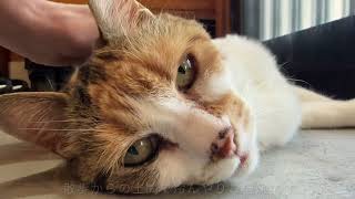 三毛猫仔猫（プロフ必読） 三毛猫仔猫（プロフ必読）様専用ページ - メルカリ