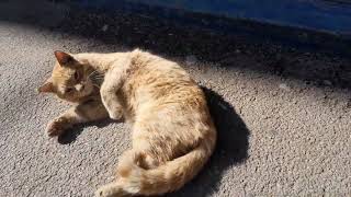 After recovering from the cold, Saddam the Cat takes a sunbathe, homeless cats,Feral cats