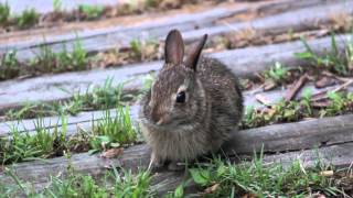 Baby bunny 2