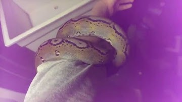 motley reticulated python