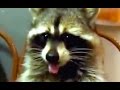 Cute Raccoon Eating Grapes!