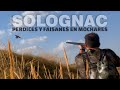 📌 CAZA EN MANO Perdices y faisanes en Mochares | Solognac España