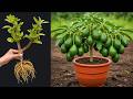 🌿Grow Avocado Tree Faster by Cutting with This Simple Tip! #avocado