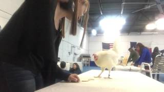 Bailey-Farhoody Operant Conditioning Workshop "Tugging" Chicken