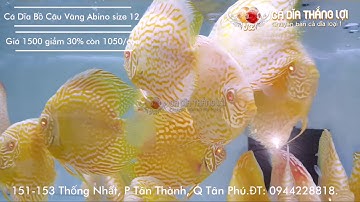 Cá Dĩa BỒ CÂU VÀNG ABINO | Cá Dĩa Thắng Lợi | Discus fish vietnam