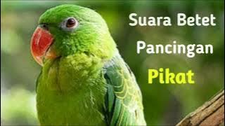 Suara Betet yang Ampuh untuk Pikat dan Masteran