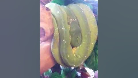 Green tree python