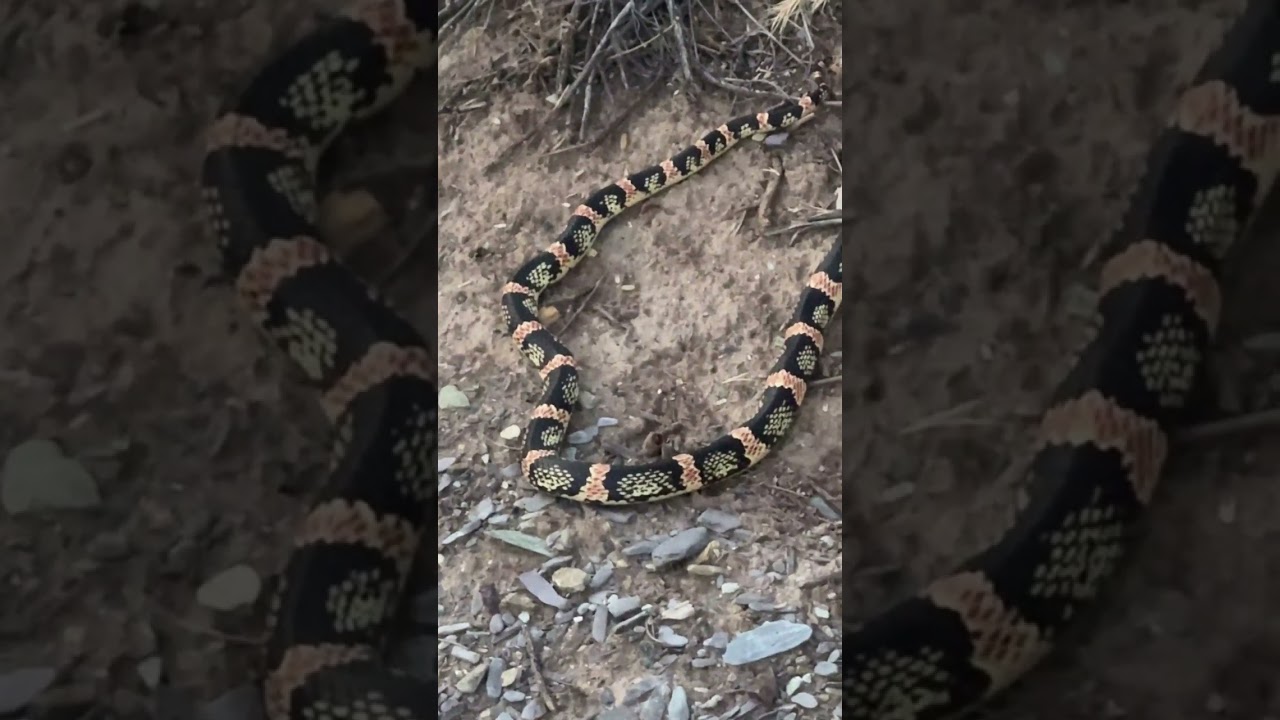 haha this snake was bitten by an ant