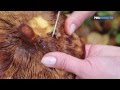 «Свежая еда» - Как выбрать съедобный гриб в лесу