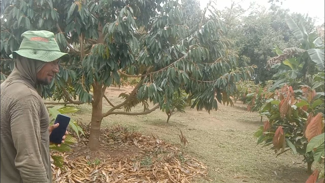 Sangat Cantik, Durian Tumpang sari dengan Kakao