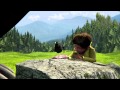 The great bear english trailer  indo overseas films