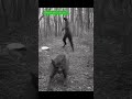 Animais As Skinwalkers Caught On Camera