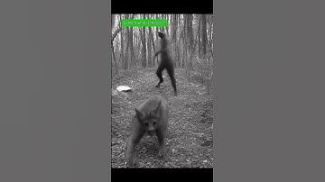 Thumbnail of Animais as skinwalkers caught on camera 🥶😨