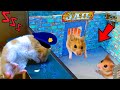 🐹🦂Rescue Police Pets maze with Traps hamster 🐹 in Hamster Stories