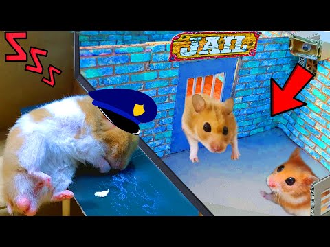 ??Rescue Police Pets Maze With Traps Hamster ? In Hamster Stories