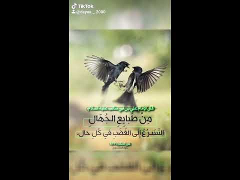 طيور مع موسيقى هادئة حزينه مع كلام جميل حالات واتساب ستوريات انستا