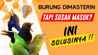 HOW TO GET BIRDS TO CATCH MASTERS QUICKLY | SMART BIRDS, IMPROVED MEMORY, WINNERS IN COMPETITIONS