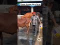 Shree shyam dairy farm #animallovers #dairyfarm #dairymilk #funnyanimals #comedy #vlogvideo #dairy