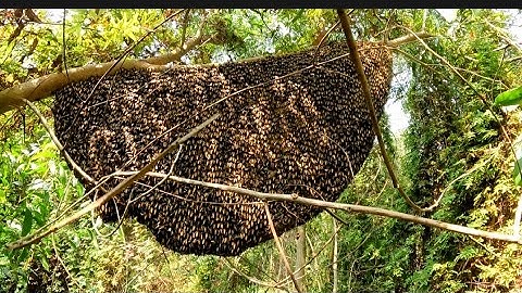 #271 Tổ Ong Khủng Đóng Cây Bật Gốc . Cái Bầu Mật muốn Bật Gốc Cây