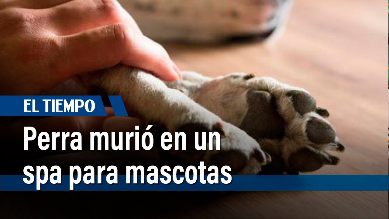 Perra murió en un spa para mascotas | El Tiempo