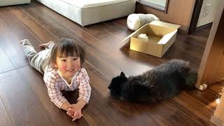 朝から外の見回りをする猫と床でゴロゴロする猫　A cat that looks around from the morning and a cat that relaxes.