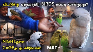 Birdsக்கு அதிக Possessiveness இருக்கும்!!! | Birds | Pet Shop | Chennai Shops | Love Birds | Flying