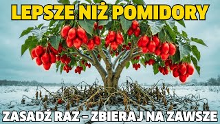 Lepsze Niż Pomidory. Owocuje Cały Rok,Przechowuje Się 6 Miesięcy,Nigdy Nie Wymaga Ponownego Sadzenia