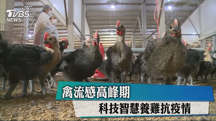 禽流感高峰期　科技智慧养鸡抗疫情 - 天天要闻
