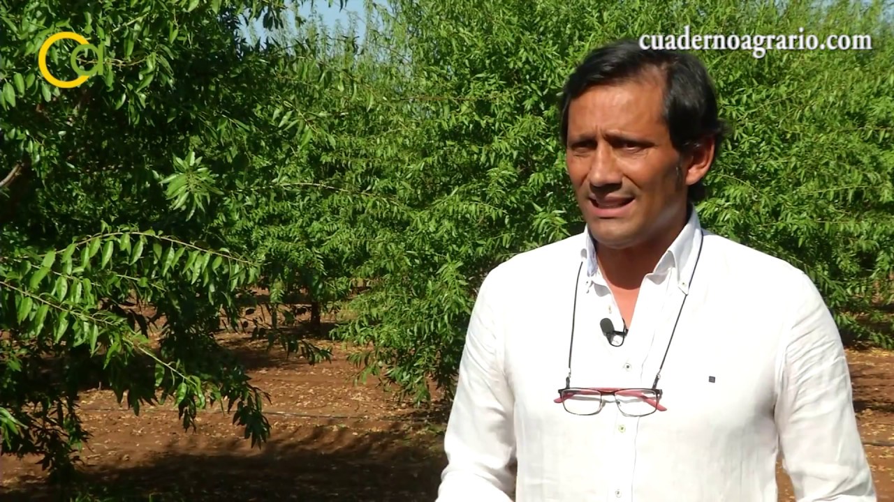 La recolección de la almendra en Andalucía