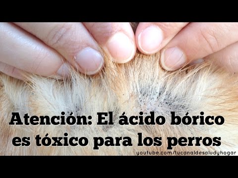 Video: Queremos que este hermoso cachorro de policía nos arreste de inmediato