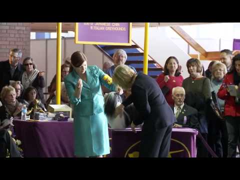 kennel club havanese havanese show funnydog tv kennel club havanese havanese show funnydog tv