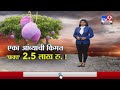 Special Report | जपानी जातीच्या तमागो अंब्याला लोखोंचा भाव, एक आंबा 2.5 लाखाला -tv9