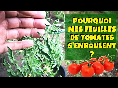 Vidéo: Pourquoi les feuilles de tomate s'enroulent-elles ?