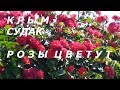 Крым, Судак, розы цветут