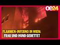 Flammen-Inferno in Wien: Frau und Hund gerettet
