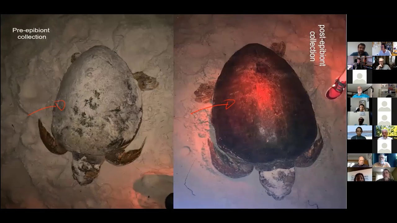 Meiolive session 6 Giovanni Santos & Jeroen Ingels_sea turtle