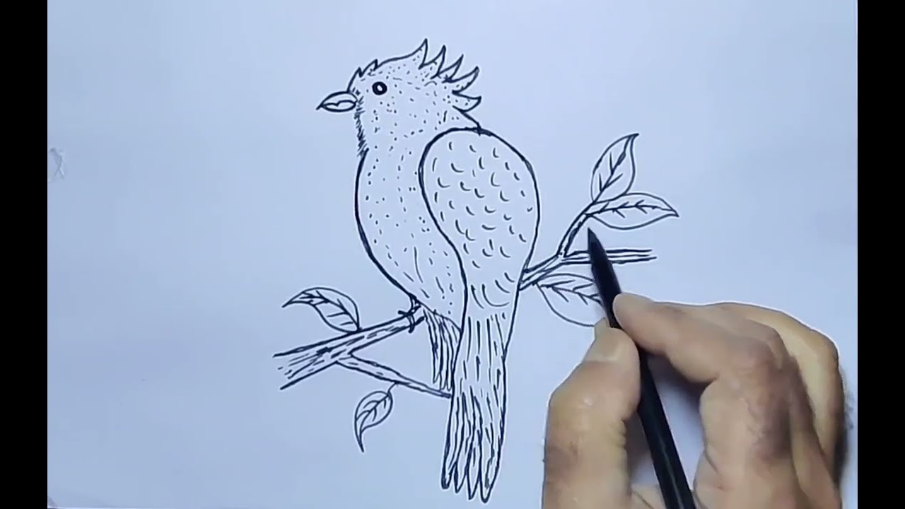 How to draw bulbul step by step 🕊️🕊️🕊️🕊️🕊️🕊️