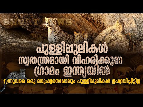 പുള്ളിപ്പുലികള്‍ സ്വതന്ത്രമായി വിഹരിക്കുന്ന ഗ്രാമം ഇന്ത്യയില്‍ | SHORT NEWS | KINGDOM OF LEOPARDS