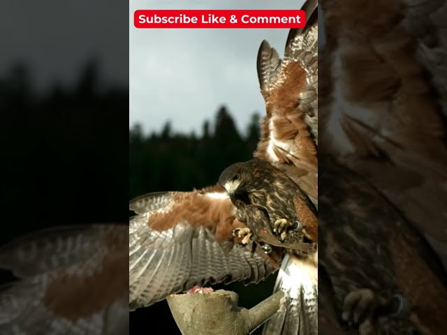 Watch Falcon flying slow motion - Falconry on YouTube Watch Falcon flying slow motion - Falconry on YouTube