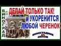 🍇 Простое и Уникальное 💯% УКОРЕНИЕ ВИНОГРАДА.Укоренение черенков винограда на воде.