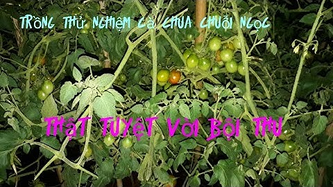 trồng thử cà chua chuỗi ngọc thành công