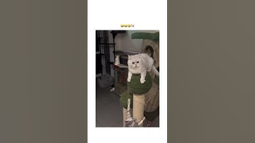 Kittyo wasn’t having it he wanted to vibe