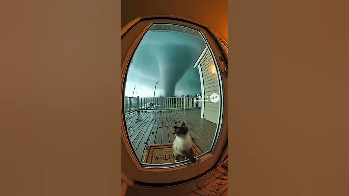 Video 11838691: siamese cat rescue, siamese cat animal, siamese cat funny, rescue animals wildlife, cats catch